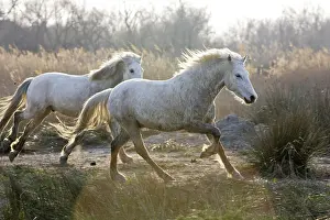 Cantering: Camargue Horses