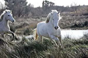 Cantering: Camargue Horses