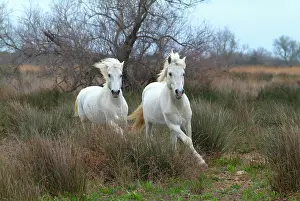 Bouches: Camargue horses, Camargue, Bouches du Rh 'nne, France