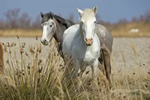 Tetrapod: Camargue horses, Camargue, southern France, France