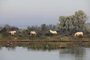 Camarguais: Camargue horses at dawn Pont de Gau RNP Camargue France