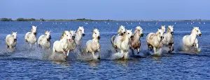 Squirts: Camargue horses (Equus caballus), herd gallopping