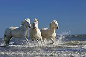Hooved: Camargue horses (Equus caballus), running though