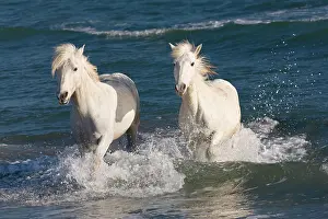 Hooved: Camargue horses (Equus caballus), running through