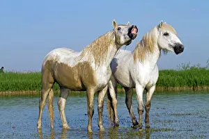 Stallions: Camargue Horses - fight between males / stallions in water