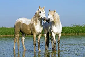 Stallions: Camargue Horses - fight between males / stallions in water