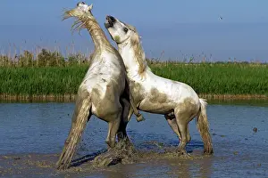 Stallions: Camargue Horses - fight between males / stallions in water
