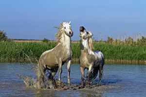 Stallions: Camargue Horses - fight between males / stallions in water