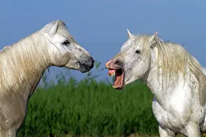 Stallions: Camargue Horses - fight between males / stallions in water