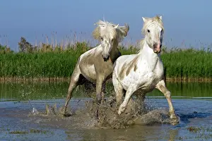 Stallions: Camargue Horses - fight between males / stallions in water