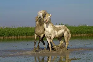 Stallions: Camargue Horses - fight between males / stallions in water