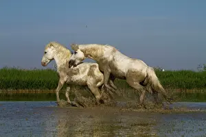 Stallions: Camargue Horses - fight between males / stallions in water
