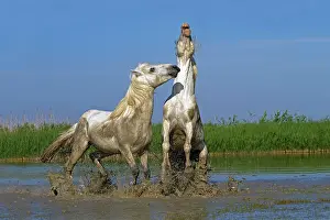 Stallions: Camargue Horses - fight between males / stallions in water