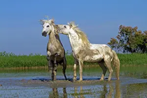 Stallions: Camargue Horses - fight between males / stallions in water
