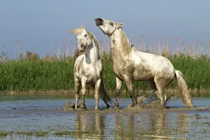 Stallions: Camargue Horses - fight between males / stallions in water