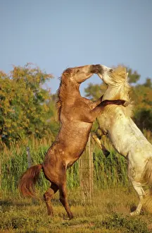 Kicking: Camargue HORSES - fighting