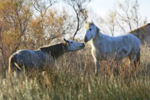 Submissive: Camargue Horses - two fighting