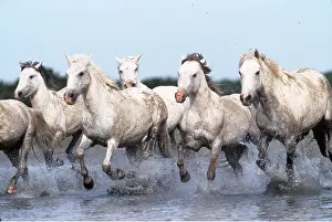 Camargue: CAMARGUE HORSES - Galloping through water