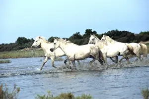 Splashing: CAMARGUE HORSES - galloping through water