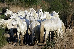 Maries: Camargue Horses - group - Saintes Maries de la Mer