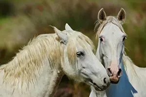 Sniff: Two Camargue horses, portrait, Camargue, France