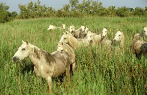 Reedbeds: Camargue HORSES - Portrait, herd in reeds