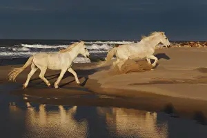 Stallion: Camargue horses and reflection, southern