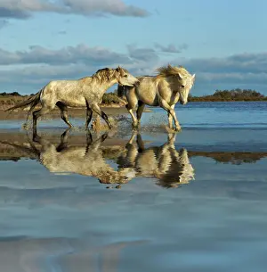 Stallion: Camargue horses and reflection, southern