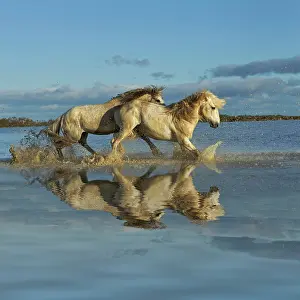 Stallion: Camargue horses and reflection, southern