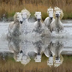 Stallion: Camargue horses and reflection, southern