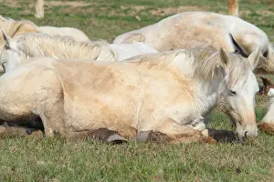 Bedtime: Camargue horses at rest