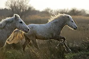 Cantering: Camargue Horses - running