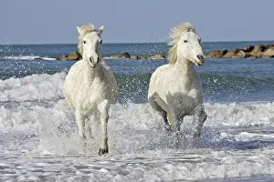 Surf: Camargue Horses - running along the beach