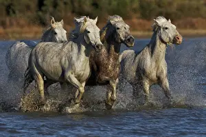 Kicking: Camargue horses running through marshy wetland
