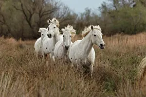 Kicking: Camargue horses running through marshy wetland