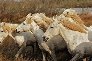 Kicking: Camargue horses running through marshy wetland