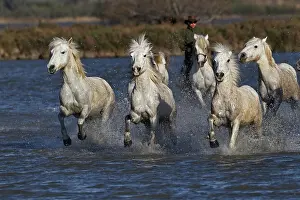 Kicking: Camargue horses running through marshy wetland
