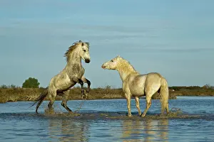 Kicking: Camargue horses running through marshy wetland
