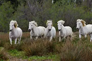 Stallion: Camargue horses running through marshy wetland