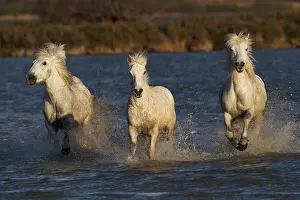 Stallion: Camargue horses running through marshy wetland
