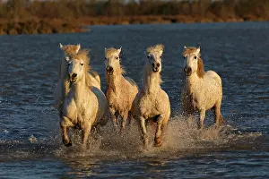 Stallion: Camargue horses running through marshy wetland