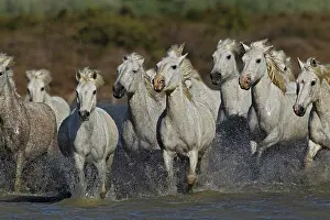Stallion: Camargue horses running through marshy wetland