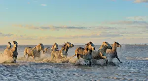 Spatter: Camargue horses running in a swamp in winter - France