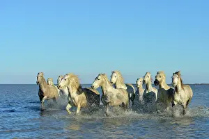 Spatter: Camargue horses running in a swamp in winter - France