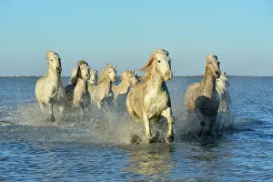 Spatter: Camargue horses running in a swamp in winter - France