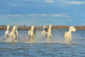 Spatter: Camargue horses running in a swamp in winter - France