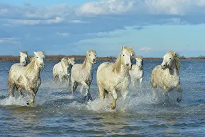 Spatter: Camargue horses running in a swamp in winter - France
