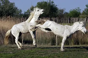 Kicking: Camargue Horses - stallions fighting