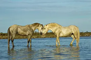 Stallion: Camargue horses standing in marshy wetland