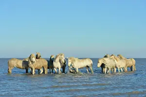 Dynamics: Camargue horses in a swamp in winter - France